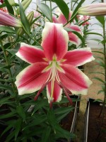 [4137 Flashpoint No02.JPG]